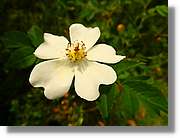 Flors_067.jpg