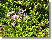 Flors_068.jpg
