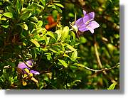 Flors_069.jpg