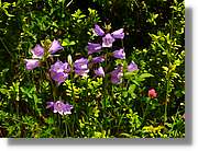 Flors_070.jpg