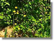 Flors_071.jpg