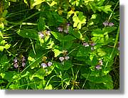 Flors_072.jpg