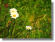 Flors_073.jpg