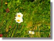 Flors_074.jpg