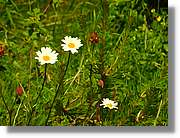 Flors_075.jpg