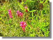 Flors_076.jpg