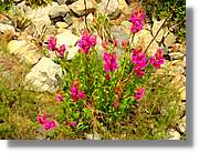 Flors_077.jpg