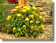 Flors_078.jpg