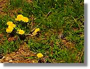 Flors_079.jpg