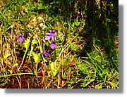 Flors_080.jpg