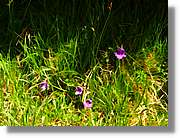 Flors_081.jpg