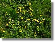 Flors_082.jpg
