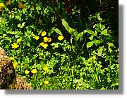 Flors_083.jpg