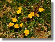 Flors_084.jpg