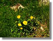 Flors_085.jpg