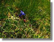 Flors_086.jpg