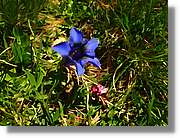 Flors_087.jpg