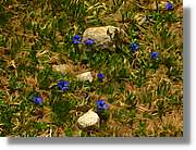Flors_088.jpg