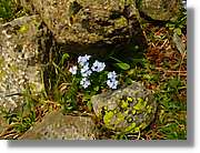 Flors_089.jpg
