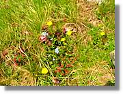 Flors_090.jpg