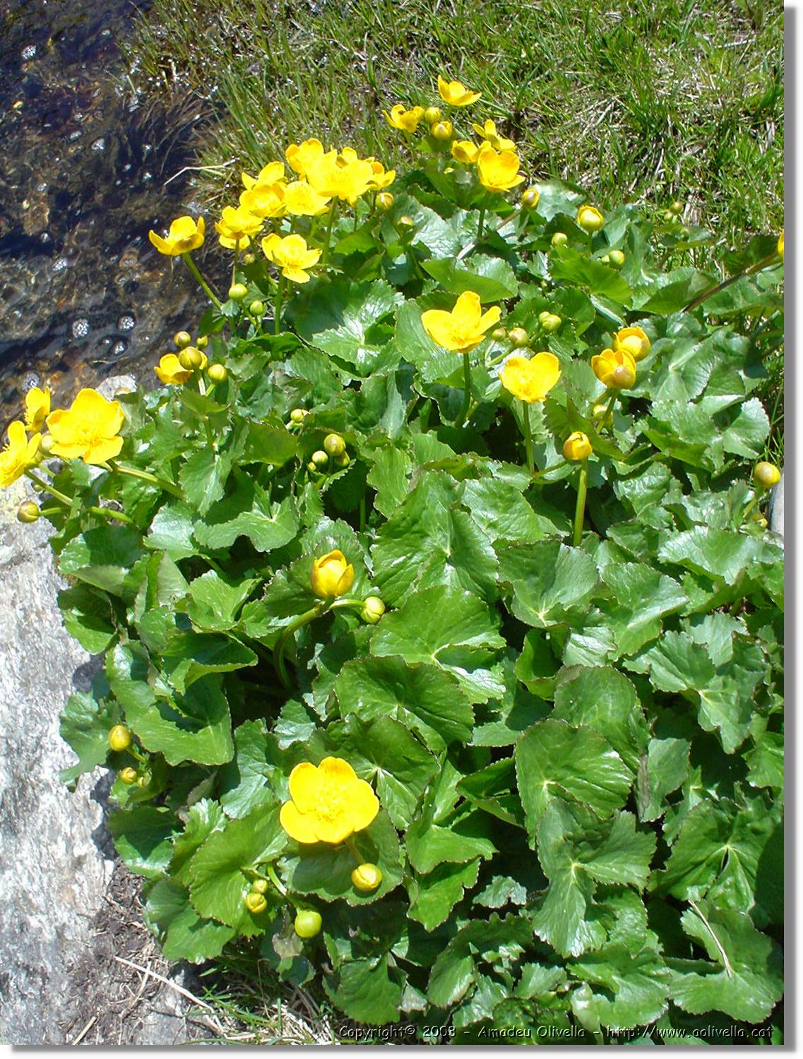 escobes_088.jpg