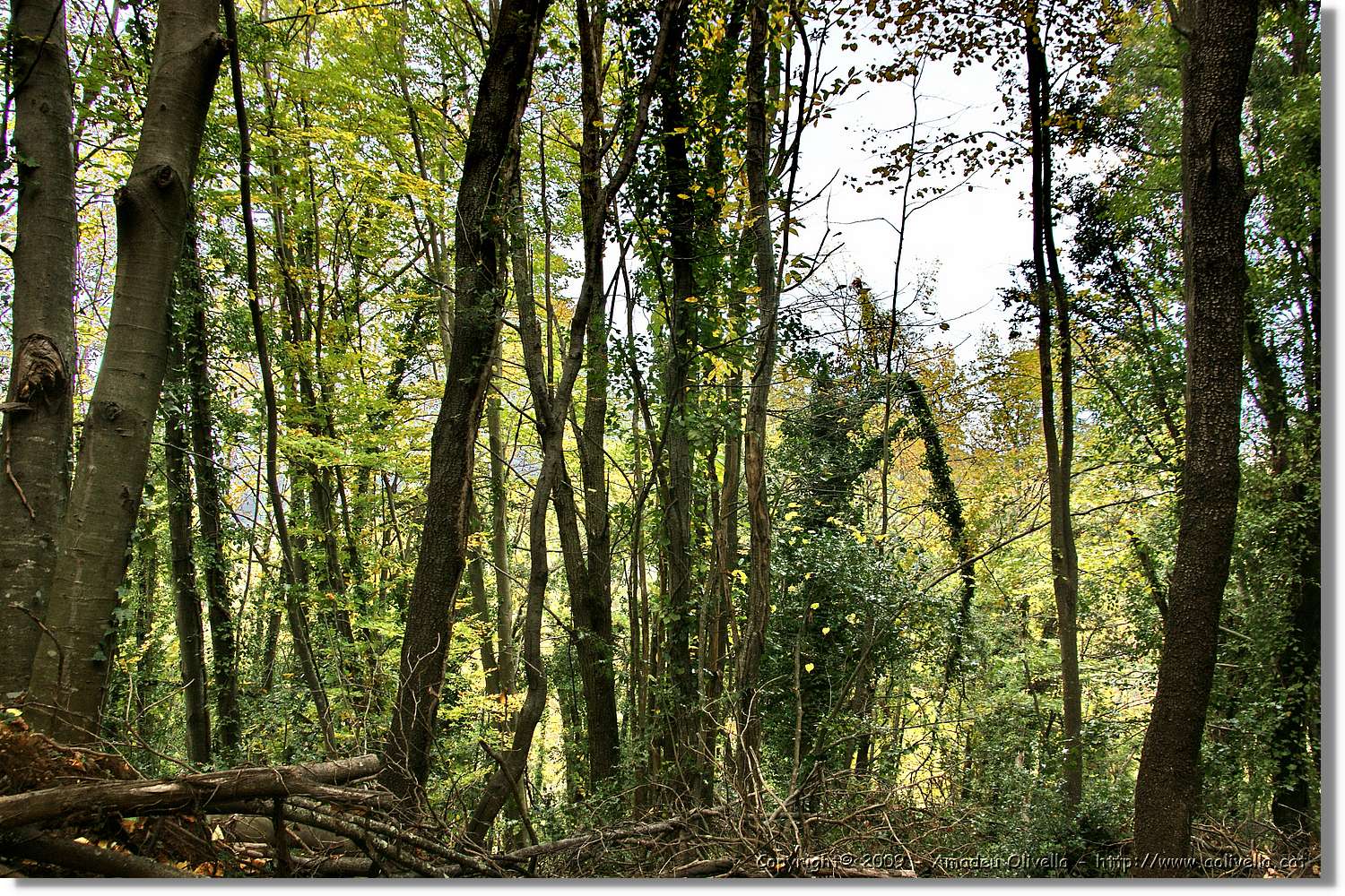 Garrotxa_146.jpg