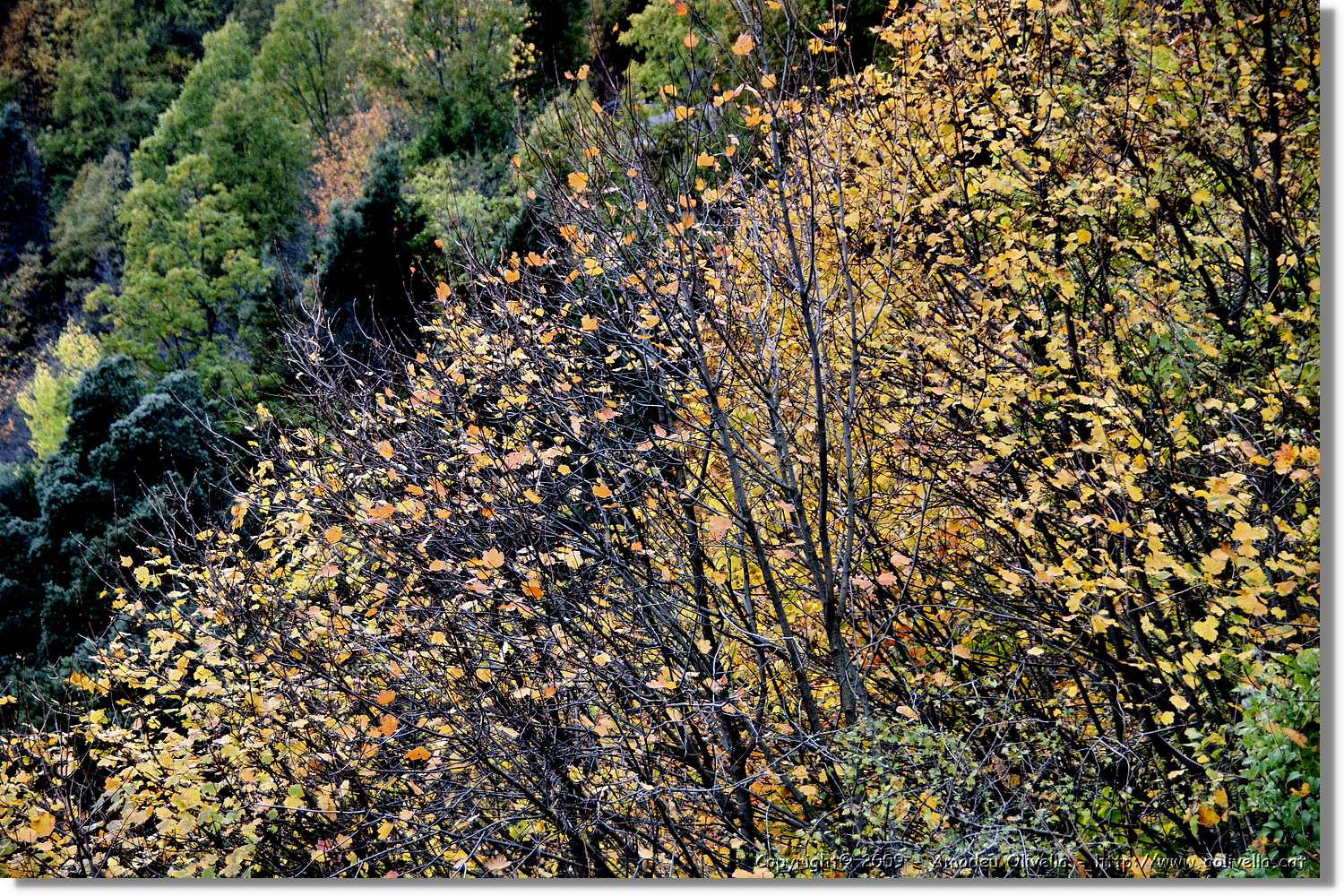 Garrotxa_180.jpg