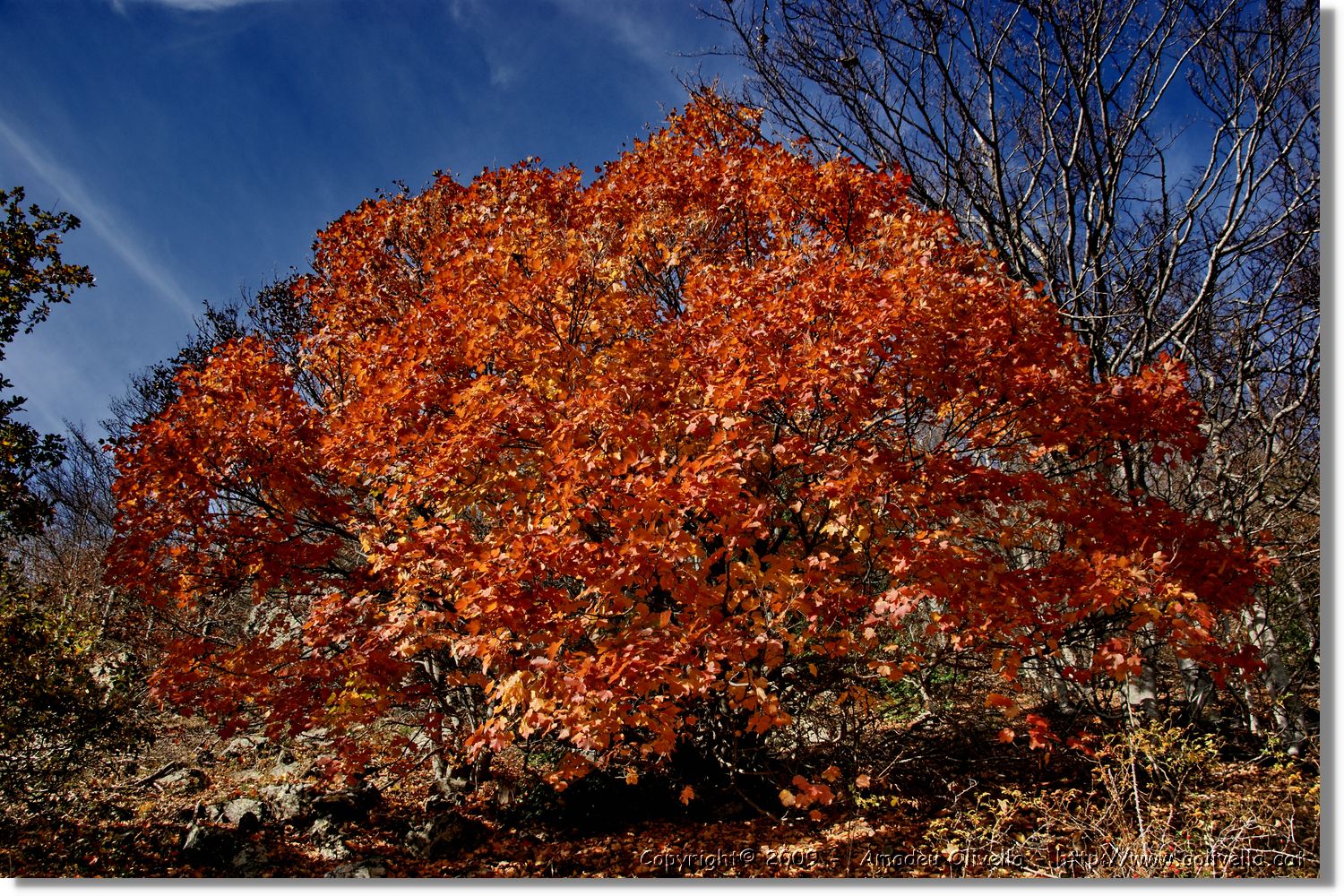 Montseny_048.jpg