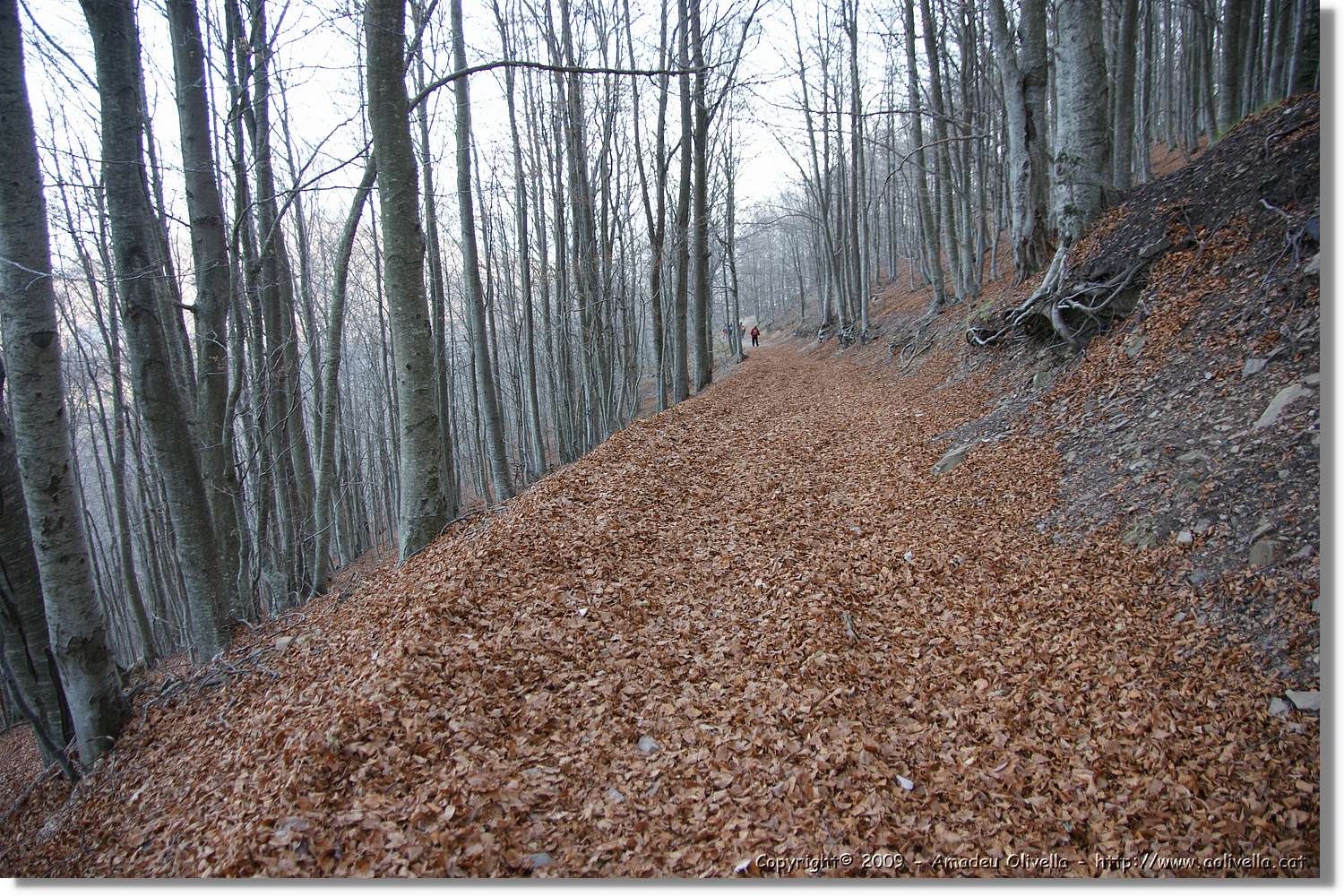 Montseny_155.jpg