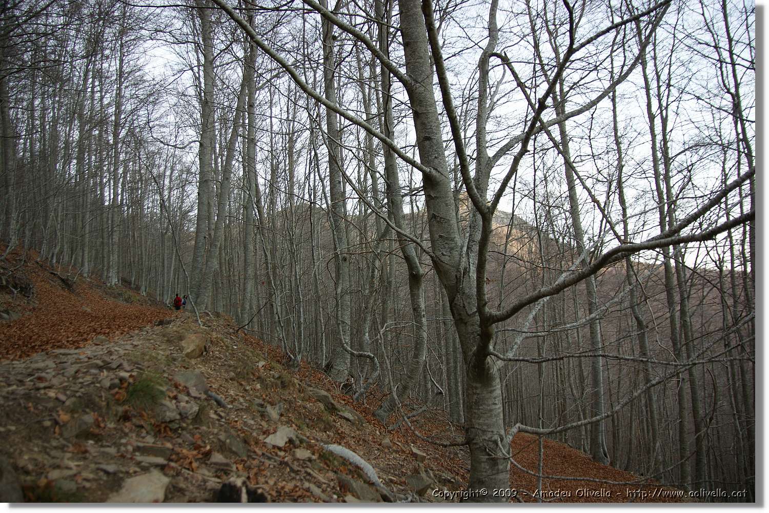 Montseny_164.jpg