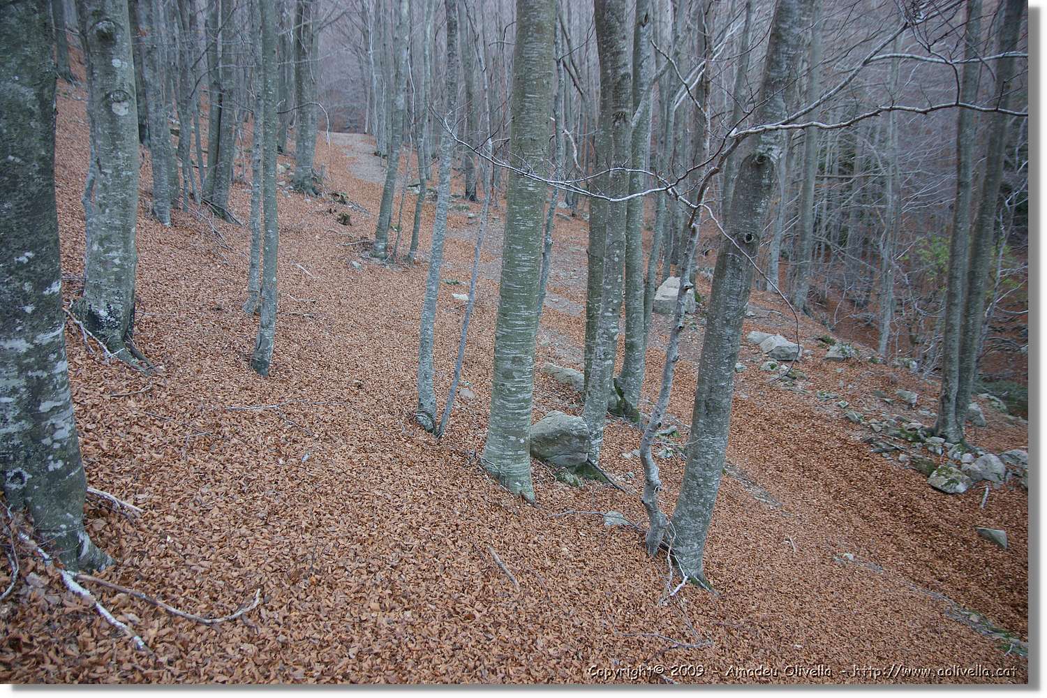 Montseny_173.jpg