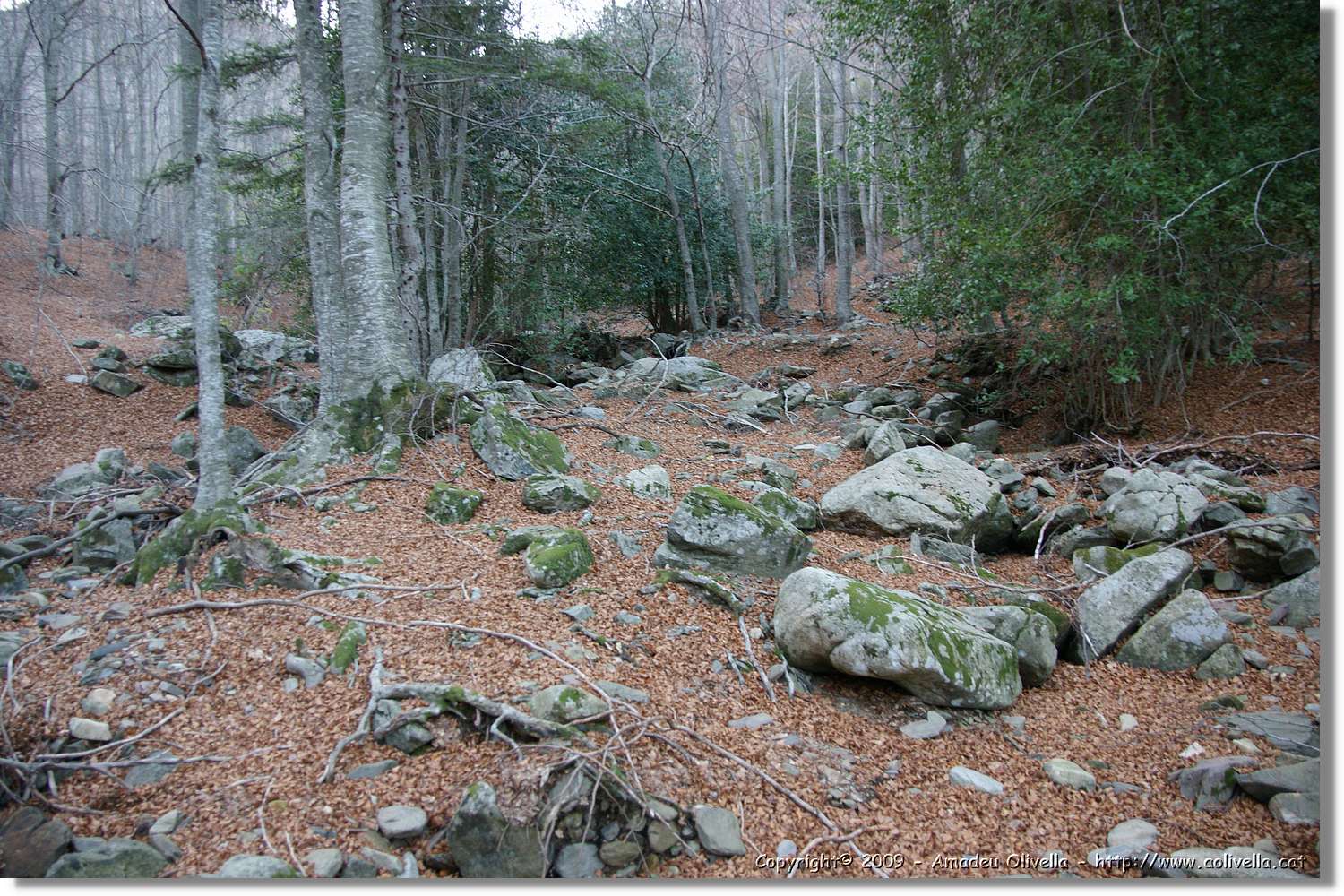Montseny_175.jpg