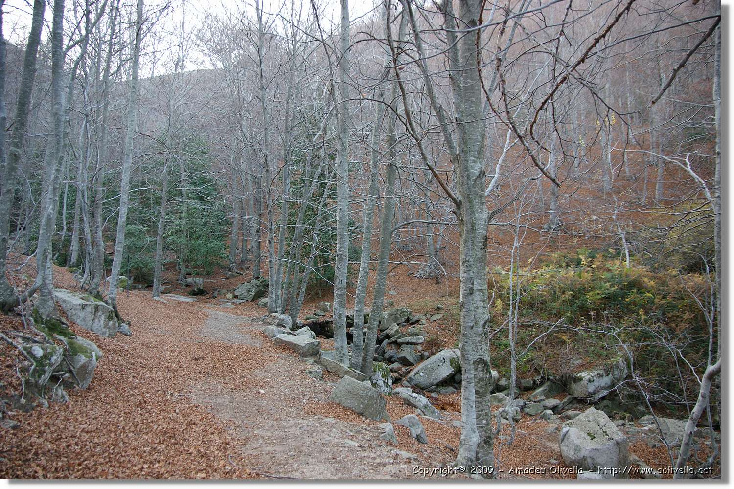 Montseny_180.jpg