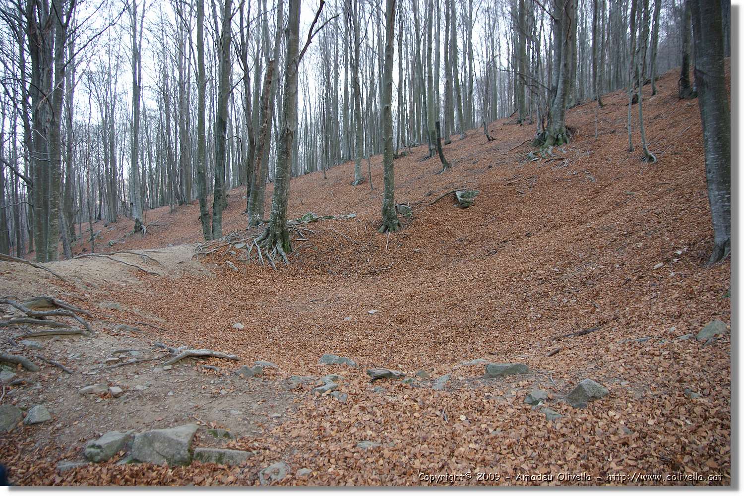 Montseny_181.jpg