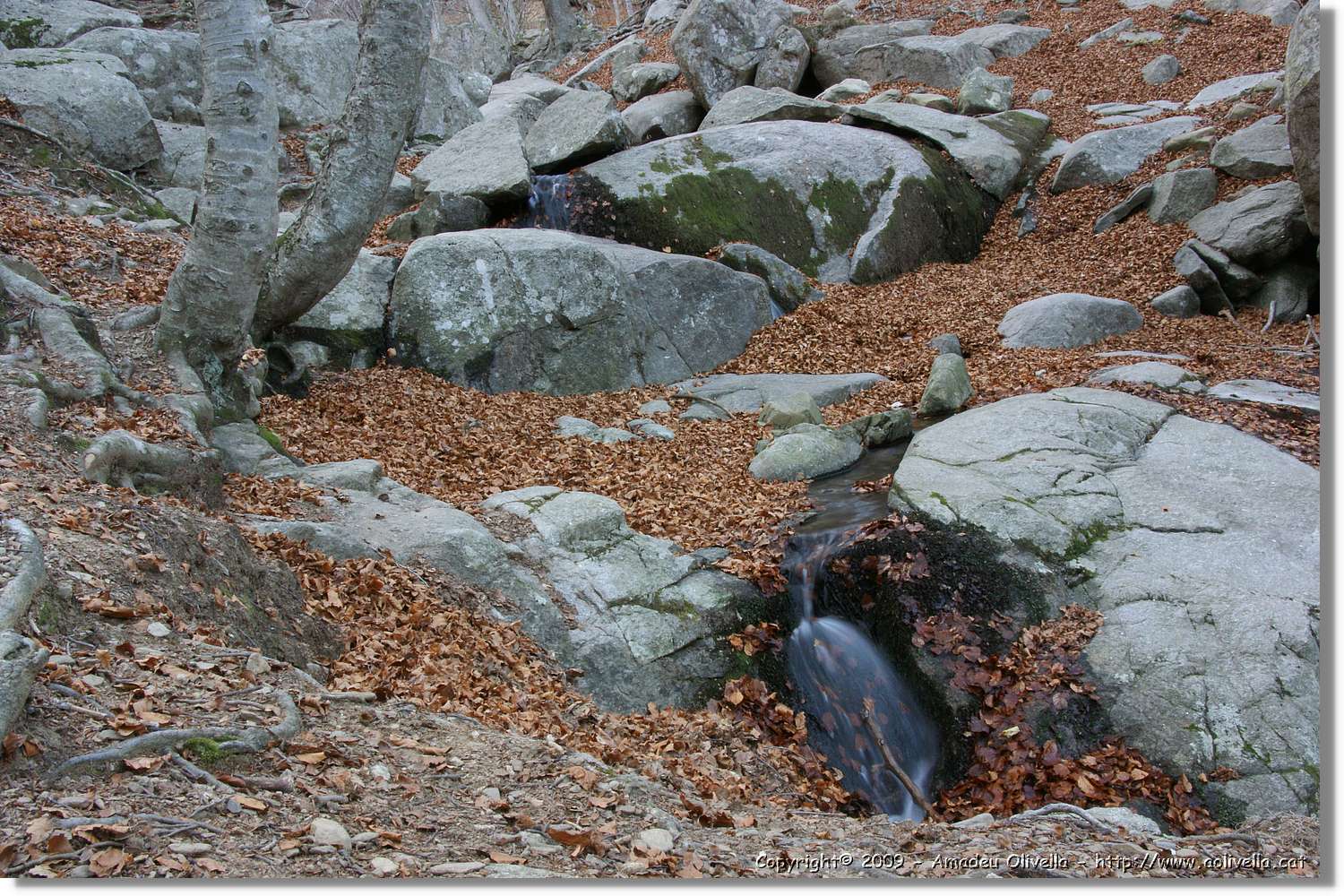 Montseny_187.jpg