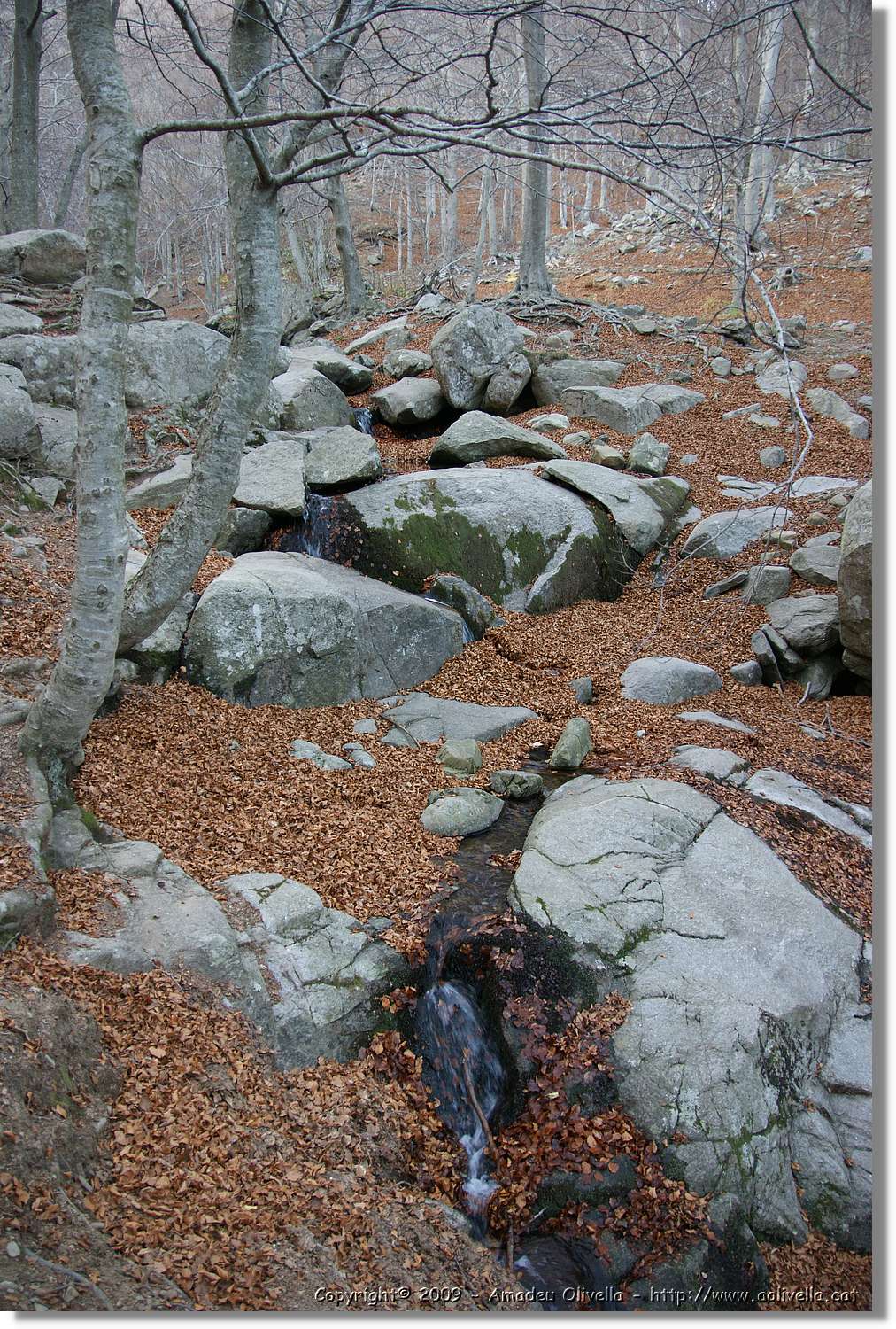 Montseny_189.jpg