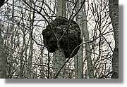 Montseny_166.jpg
