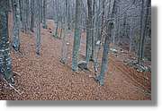 Montseny_173.jpg