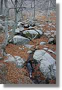 Montseny_189.jpg