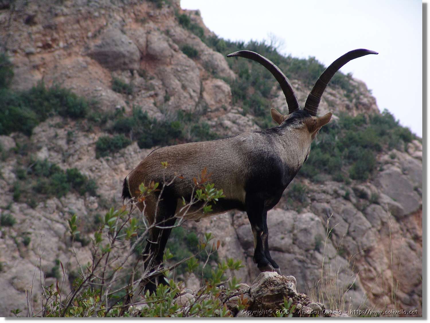Montserrat_108.jpg