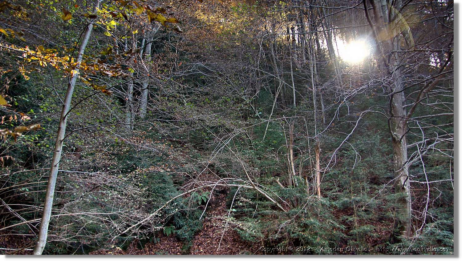 Puigsacalm_106.jpg