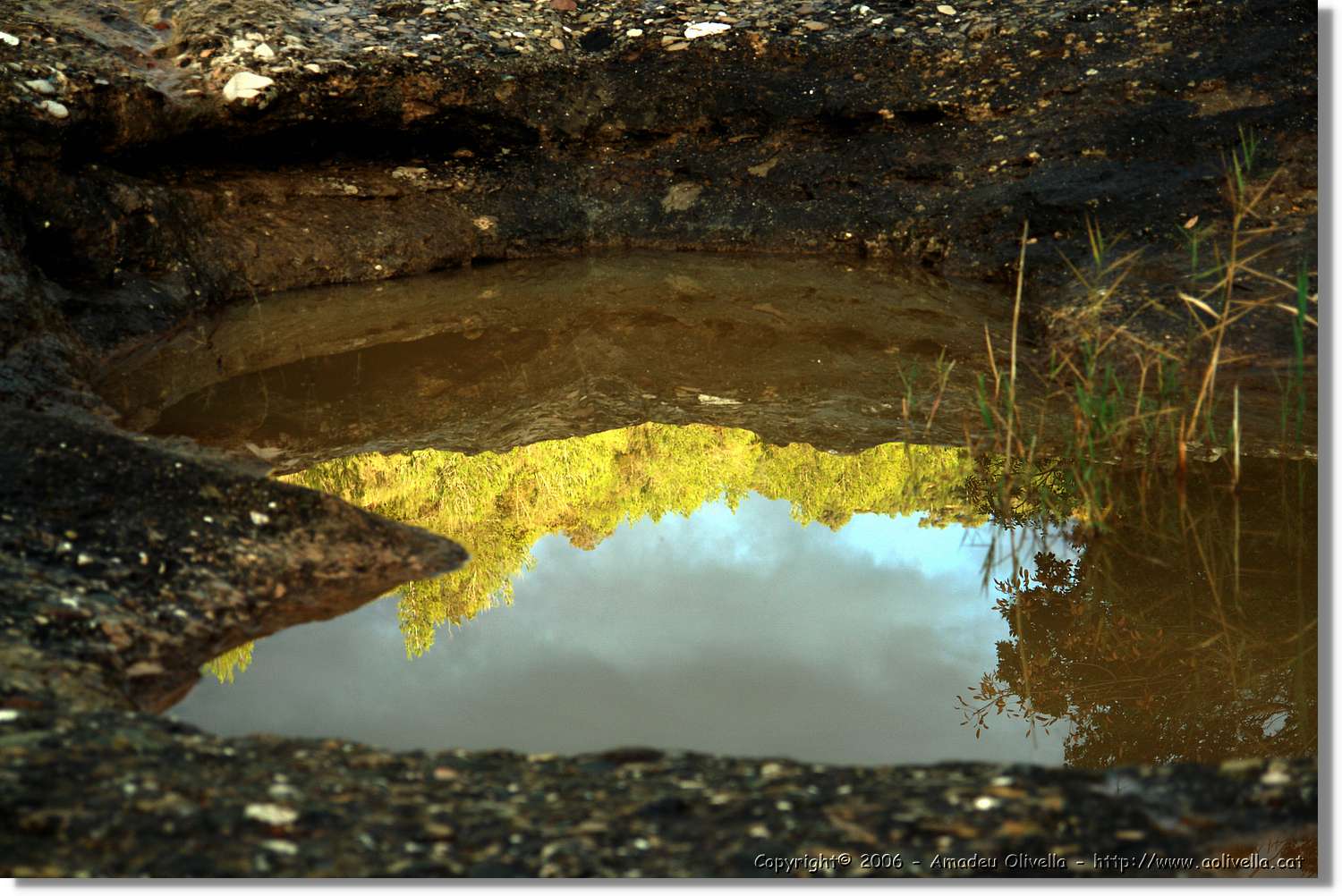 Tines_100.jpg