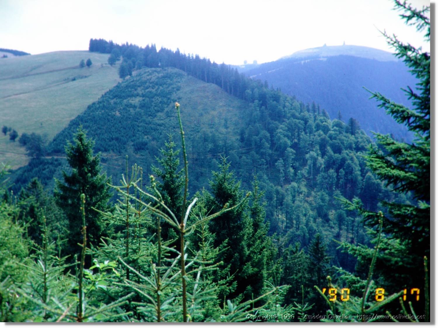 SW_Wald_19.jpg