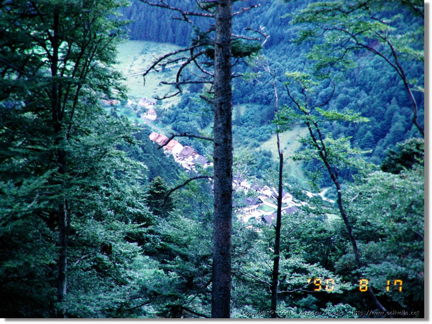 SW_Wald_25.jpg