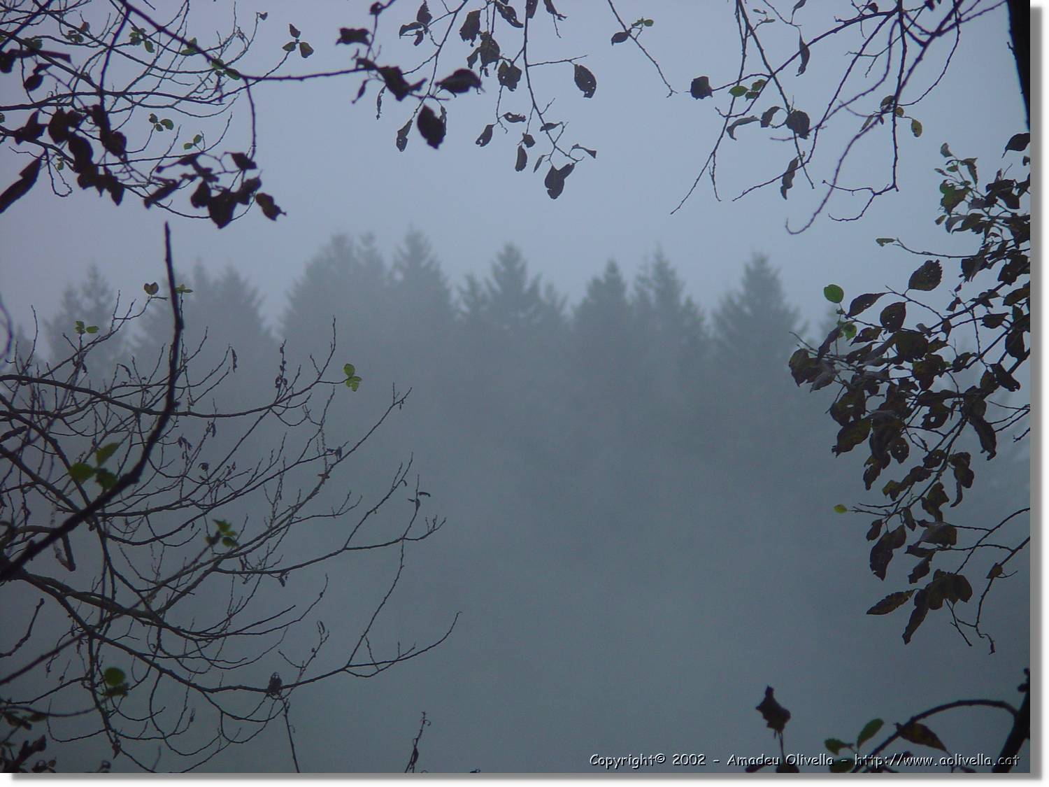 SW_Wald_033.jpg