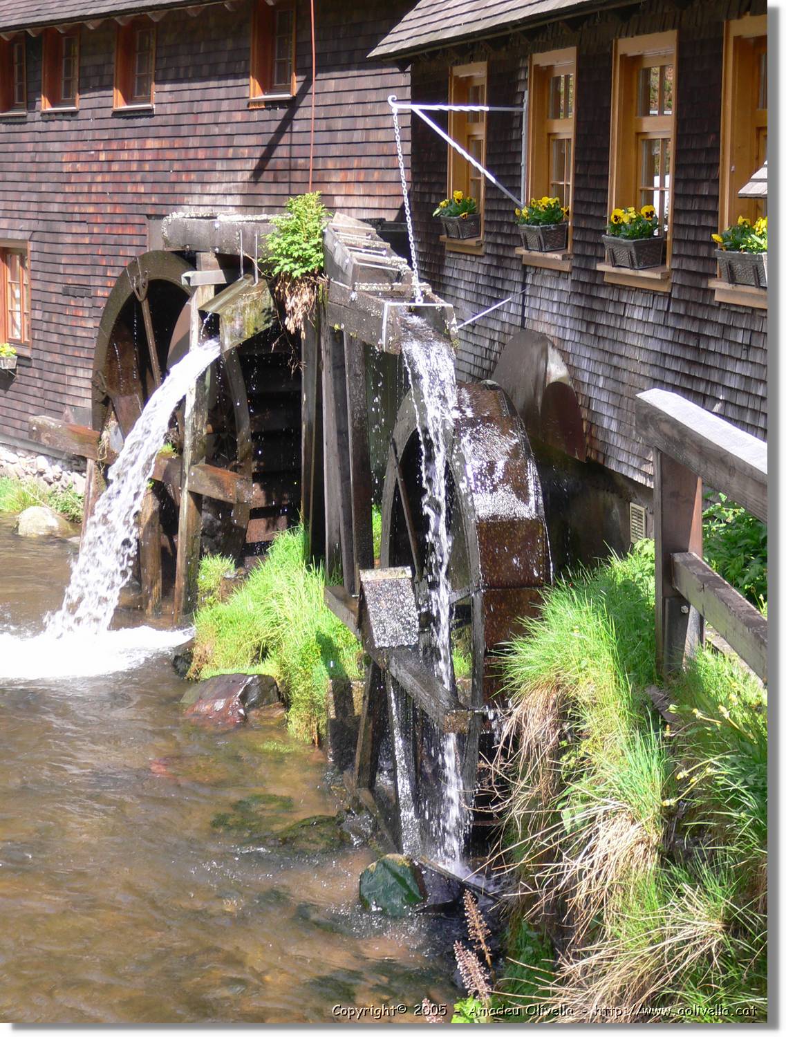 3SWald_02.jpg