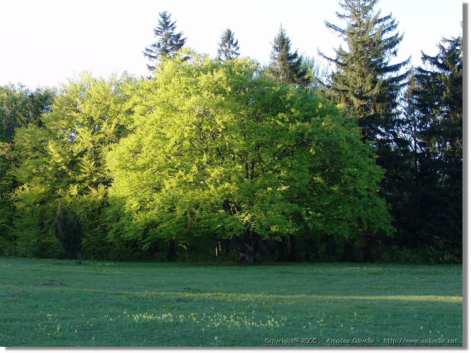 8SwAlb_096.jpg