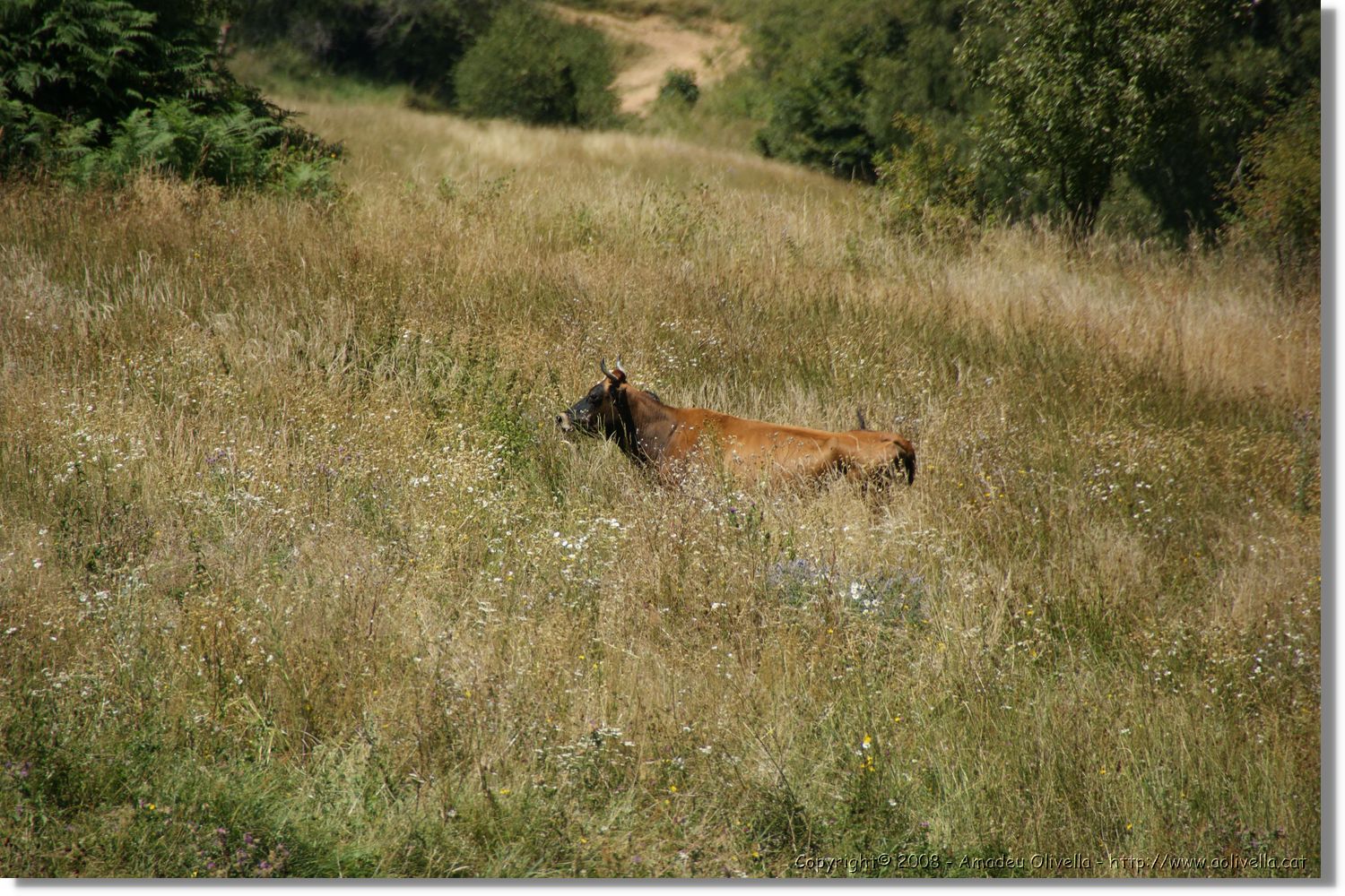 Bulgaria_1106.jpg