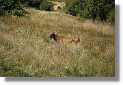 Bulgaria_1106.jpg