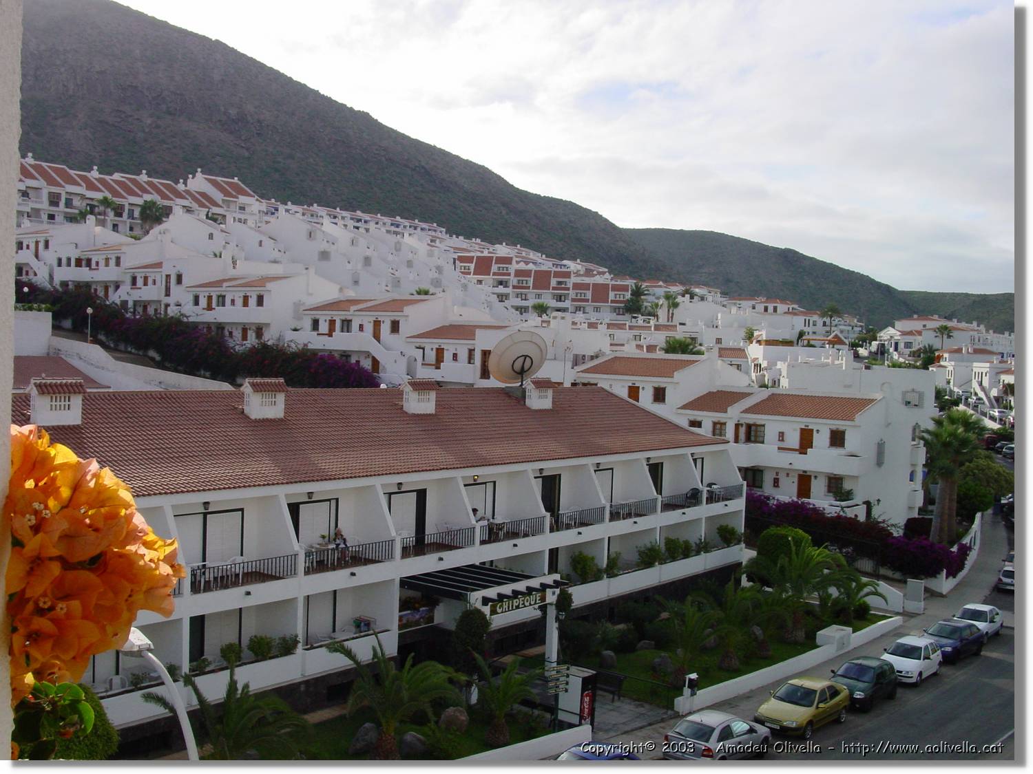 Canaries_06.jpg